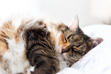 Happy Sleepy Calico Maine Coon Cat Face Lying On Bed Pillows, Fluffy Stomach Fur In Peaceful Bedroom