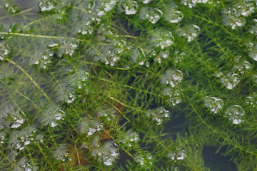 Fresh green hydrilla verticillata growing in the water, Hydrilla Seaweed, Hydrilla Verticillata, Hydrocharitaceae Seaweed Hydrilla verticillata (L.f.) Royle