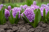 Blooming lilac hyacinths in a flowerbed in the park. Spring flowers.