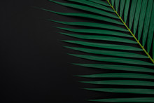 Tropical Palm Leaves On Black Color