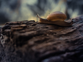 Snail close-up, macro  on old rustic wood nature forest blur background