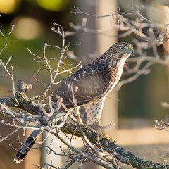 hawk