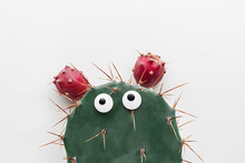 Funny Face Prickly Pear Cactus On A White Background, Prickly Pear Fruit, Opuntia Ficus-indica