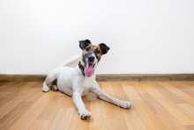 Cute And Funny Smooth Fox Terrier Puppy Lays On The Floor. Trained Young Dog At Home Posing In White Background Indoors