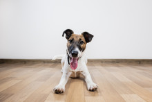 Cute And Funny Smooth Fox Terrier Puppy Lays On The Floor. Trained Young Dog At Home Posing In White Background Indoors