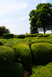 Fototapeta Boho - The topiary art of the magnifcent gardens of the Chateau de Marqueyssac near Vezac in the Dordogne region of France