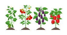 Planting And Cultivation Concept Illustration In Flat Design. Cucumber, Potato, Eggplant, Pepper Plants With Ripe Fruits Isolated On White Background. Farming Organic Vegetables Infographic Elements.