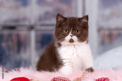Britisch Kurzhaar Katze Kitten In Chocolate White