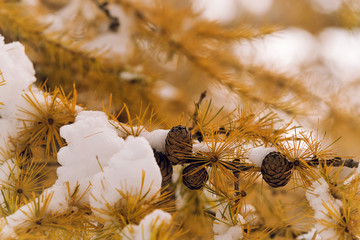 Wall Mural - Pine leaves background.