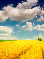 Poster - Wheat field against a blue sky