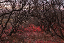 Corridor Of Trees Cotinus. The Branches Are Beautifully Intertwined. On The Ground The Red Leaves.