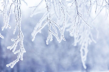 Wall Mural - Winter tree branch in snow and frost blue background close-up