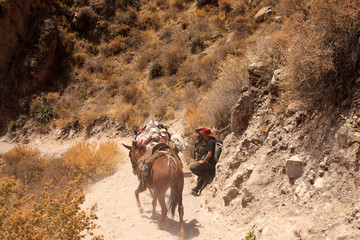 Wall Mural - Peruvian animals, houses, country landscape, colca Canyon