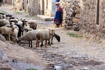 Wall Mural - Peruvian animals, houses, country landscape, colca Canyon