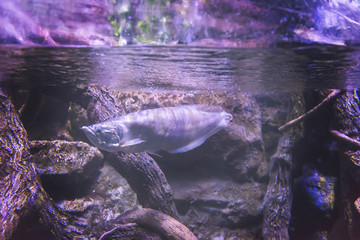 Wall Mural - fish swimming in aquarium