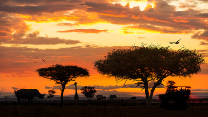Wall Mural - african wildlife safari drive at sunset
