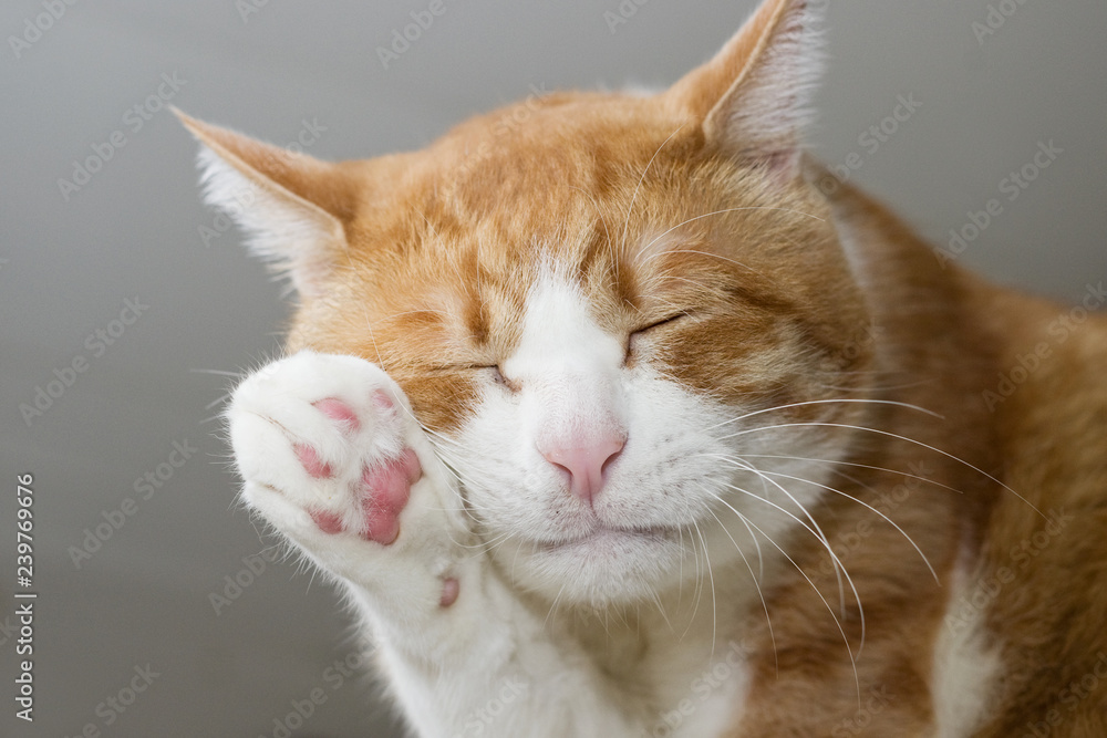 毛づくろいする猫 の Stock フォト | Adobe Stock