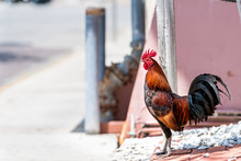 Key West, USA Wild Free Range Roaming Rooster Chicken, Hen One Single Animal Standing On Sidewalk By Fence Street Road During Sunny Day In Florida Island