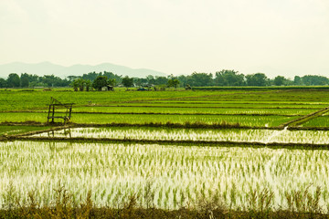 Canvas Print - Rice field in the country