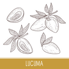 Wall Mural - Lucuma. Fruit, leaves. Super food. Sketch. Set. Monophonic.