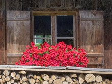 Wooden Window With Floral Decoration, Red Petunias (Petunia), Styria, Austria, Europe
