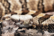 Timber Rattlesnake. Crotalus Horridus Is Native To The Eastern America