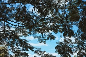 tree leaves texture. tropical leaf background