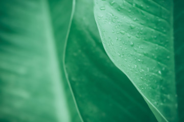 green leaves texture after rain  fresh spring nature relax photo  wallpaper  soft focus