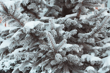 snow covered branches 2