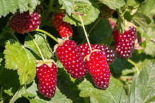 Ripe Loganberries Growing On Loganberry Bush In Organic Garden