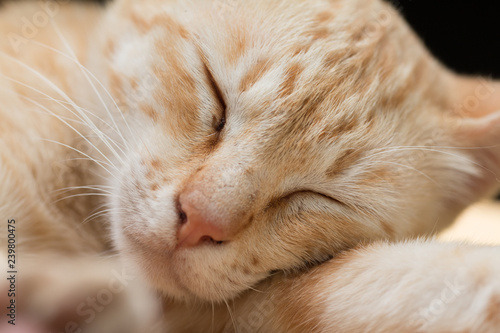 Fotografía Close up Cute Ginger tabby cat as sleeping action