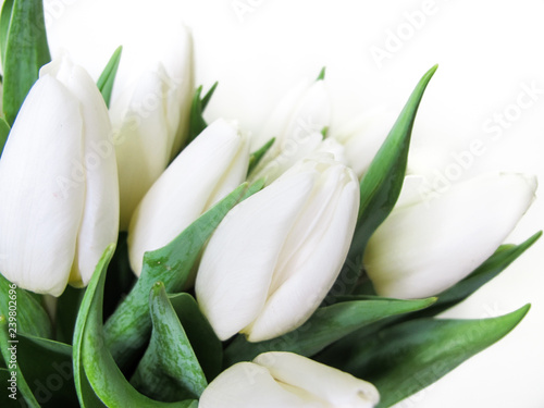 Dekoracja na wymiar  biale-tulipany-piekny-tulipan-makro-bukiet-makro-z-aukcji-w-holandii-alsmeer