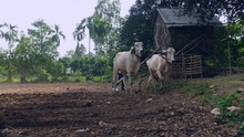 Manual Ploughing With White Oxen And Wooden Plough