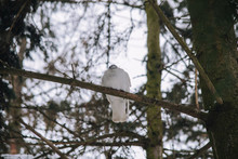 Dove In Winter Park. White Dove Is Sleeping On The Tree.