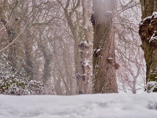 Wall Mural - Woodland in the Snow