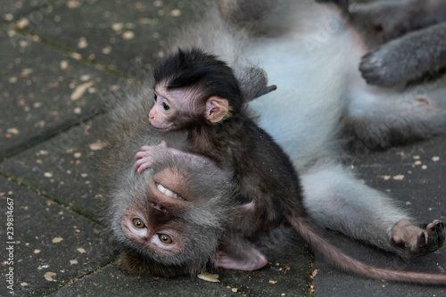 Familia Mono Bebe Y Padre Buy This Stock Photo And Explore Similar Images At Adobe Stock Adobe Stock
