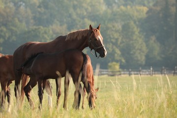 Canvas Print - The mare is feeding offspring on the meadow