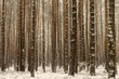 Snow-covered trees in a forest