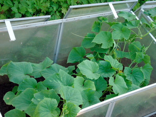 plastic raised beds with cucumbers in medieval style garden