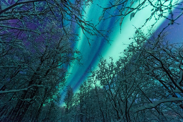 The polar arctic Northern lights aurora borealis sky star in Scandinavia Norway Tromso in the farm winter forest  snow mountains 