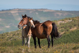 Fototapeta  - horses in the field