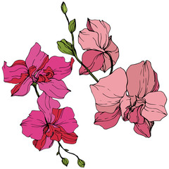 Wall Mural - Vector Pink Orchid. Floral botanical flower. Engraved ink art. Isolated orchid illustration element.