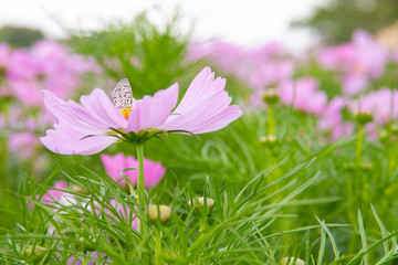 Wall Mural - cosmos flower in the garden