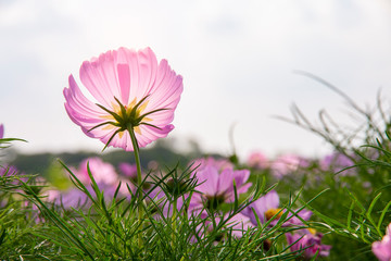 Wall Mural - cosmos flower in the garden