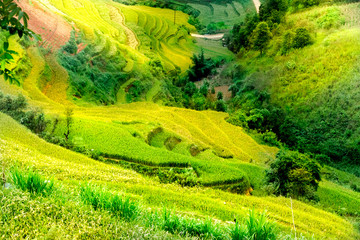 Rice fields on terraced of Mu Cang Chai, YenBai, Vietnam. Vietnam landscapes.