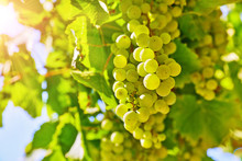 Vineyard With White Grape Cluster Growing Harvest For Wine