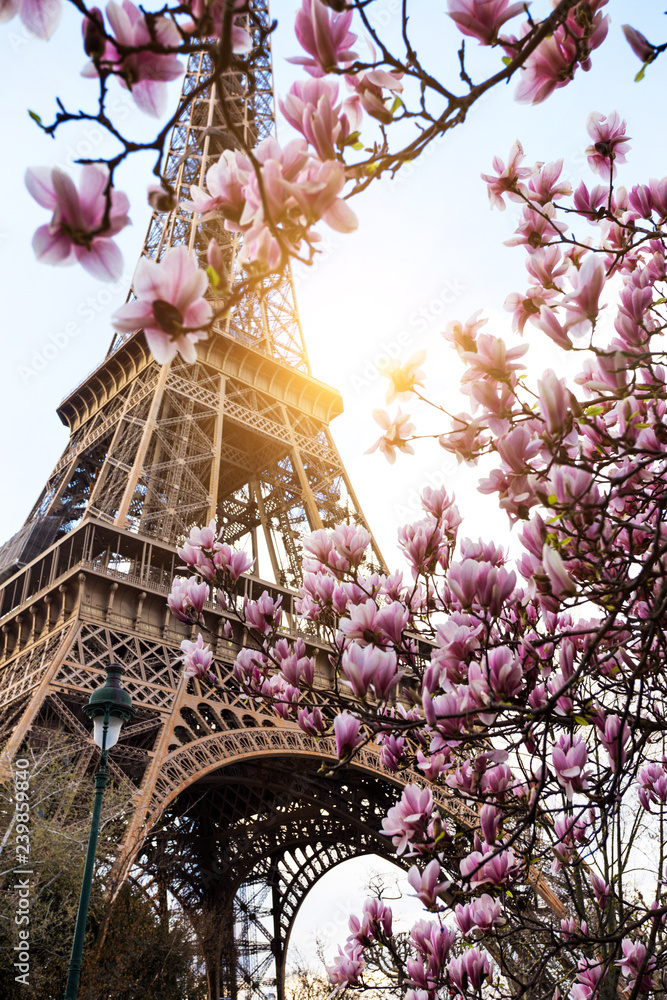 Blossoming magnolia against the background of the Eiffel Tower - obrazy, fototapety, plakaty 