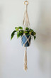 A hand-made macrame plant hanger made of 100% cotton, holding a blue ceramic pot with a Brazil Philodendron plant. A wooden ring is used to hang.