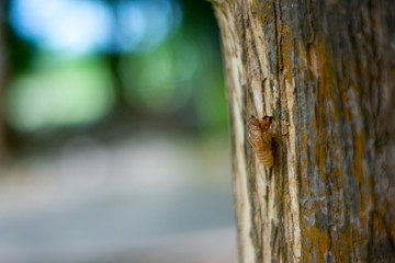 bug exoskeleton
