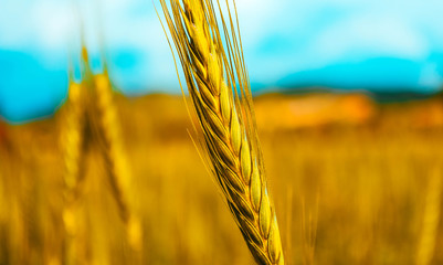 Bright colorful golden rye spikes on the  wheat ears field, blue sky on the background, close up view.